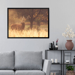Obraz w ramie Jeleń stojący we mgle