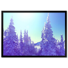 Plakat w ramie Zimowy las w blasku słońca