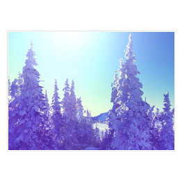 Plakat Zimowy las w blasku słońca