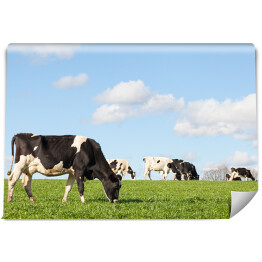 Fototapeta Czarno-białe krowy na zielonym pastwisku