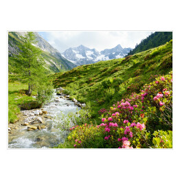 Plakat Roślinność na wzgórzach Alpejskich w słoneczny dzień