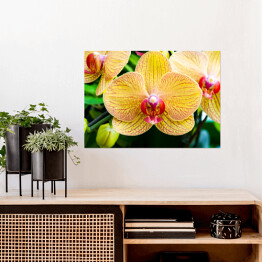 Plakat Widok z góry na kwiat żółtej orchidei