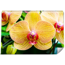 Fototapeta Widok z góry na kwiat żółtej orchidei