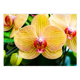 Plakat Widok z góry na kwiat żółtej orchidei