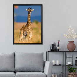 Obraz w ramie Mała żyrafa na sawannie, Kenia, Tanzania