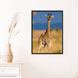 Plakat w ramie Mała żyrafa na sawannie, Kenia, Tanzania