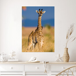 Plakat Mała żyrafa na sawannie, Kenia, Tanzania