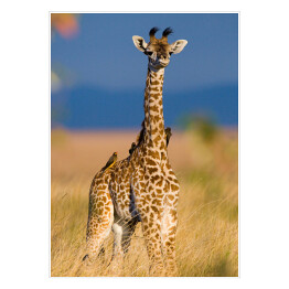 Plakat samoprzylepny Mała żyrafa na sawannie, Kenia, Tanzania