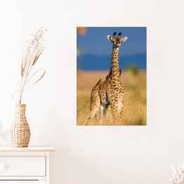 Plakat Mała żyrafa na sawannie, Kenia, Tanzania