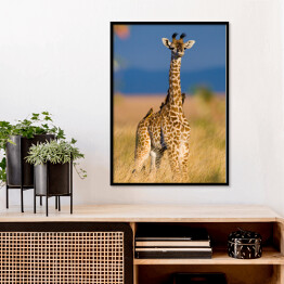 Plakat w ramie Mała żyrafa na sawannie, Kenia, Tanzania