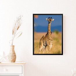 Obraz w ramie Mała żyrafa na sawannie, Kenia, Tanzania