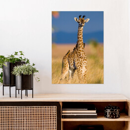 Plakat samoprzylepny Mała żyrafa na sawannie, Kenia, Tanzania