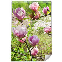 Fototapeta Kwitnąca magnolia