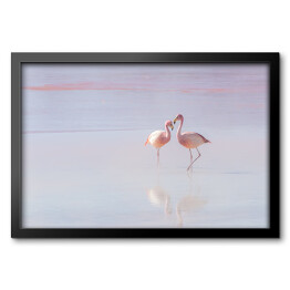 Obraz w ramie Dwa flamingi spacerujące po wodzie