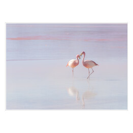 Plakat Dwa flamingi spacerujące po wodzie