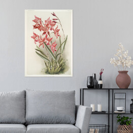 Plakat samoprzylepny F. Sander Orchidea no 40. Reprodukcja