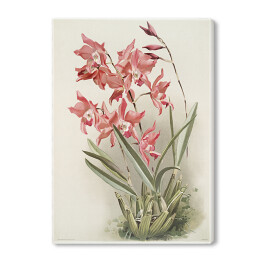 Obraz na płótnie F. Sander Orchidea no 40. Reprodukcja