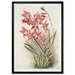 Plakat w ramie F. Sander Orchidea no 40. Reprodukcja