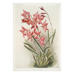 Plakat F. Sander Orchidea no 40. Reprodukcja