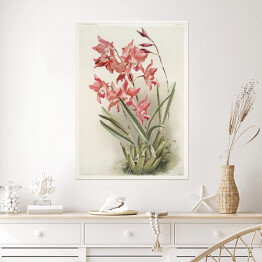 Plakat samoprzylepny F. Sander Orchidea no 40. Reprodukcja