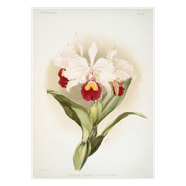 Plakat F. Sander Orchidea no 20. Reprodukcja