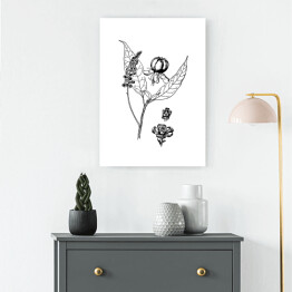 Obraz na płótnie Szkarłatka - czarno białe ryciny botaniczne