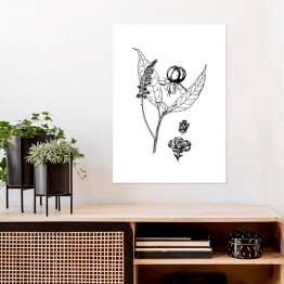 Plakat samoprzylepny Szkarłatka - czarno białe ryciny botaniczne