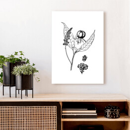 Obraz na płótnie Szkarłatka - czarno białe ryciny botaniczne