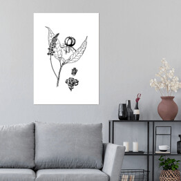 Plakat samoprzylepny Szkarłatka - czarno białe ryciny botaniczne
