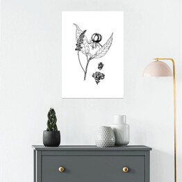 Plakat Szkarłatka - czarno białe ryciny botaniczne