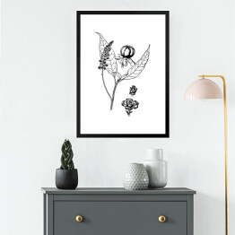 Obraz w ramie Szkarłatka - czarno białe ryciny botaniczne
