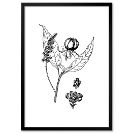 Obraz klasyczny Szkarłatka - czarno białe ryciny botaniczne