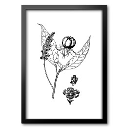 Obraz w ramie Szkarłatka - czarno białe ryciny botaniczne