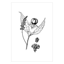 Plakat Szkarłatka - czarno białe ryciny botaniczne