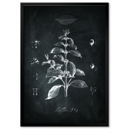 Plakat w ramie Kawa roślina. Czarno biały rysunek techniczny