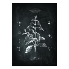 Plakat samoprzylepny Kawa roślina. Czarno biały rysunek techniczny