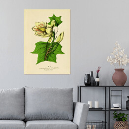 Plakat samoprzylepny Tulipanowiec amerykański - ryciny botaniczne