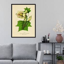 Plakat w ramie Tulipanowiec amerykański - ryciny botaniczne