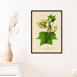 Plakat w ramie Tulipanowiec amerykański - ryciny botaniczne
