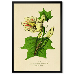 Obraz klasyczny Tulipanowiec amerykański - ryciny botaniczne