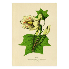 Tulipanowiec amerykański - ryciny botaniczne