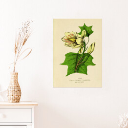 Plakat samoprzylepny Tulipanowiec amerykański - ryciny botaniczne