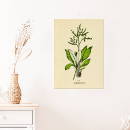 Plakat Zatrwian - ryciny botaniczne