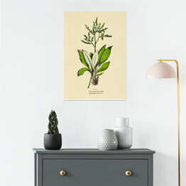 Plakat Zatrwian - ryciny botaniczne