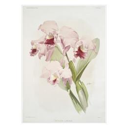 Plakat F. Sander Orchidea no 19. Reprodukcja