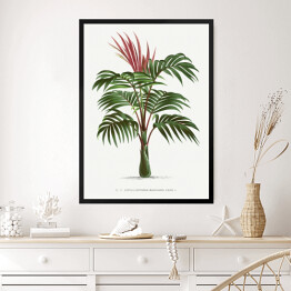Obraz w ramie Egzotyczna roślina palma w stylu vintage reprodukcja