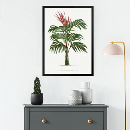 Obraz w ramie Egzotyczna roślina palma w stylu vintage reprodukcja