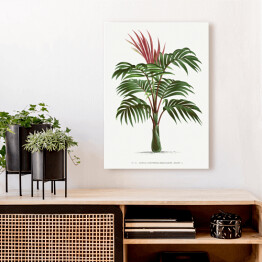 Obraz klasyczny Egzotyczna roślina palma w stylu vintage reprodukcja