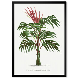 Obraz klasyczny Egzotyczna roślina palma w stylu vintage reprodukcja