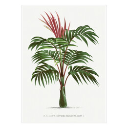 Plakat Egzotyczna roślina palma w stylu vintage reprodukcja